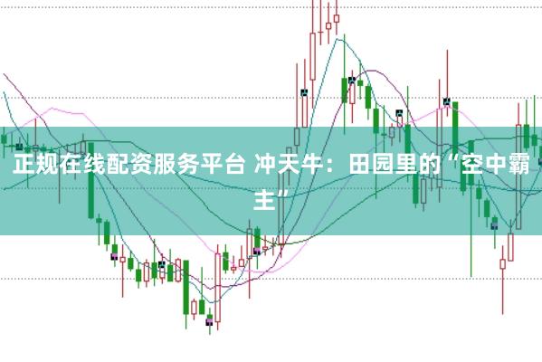 正规在线配资服务平台 冲天牛:田园里的“空中霸主”